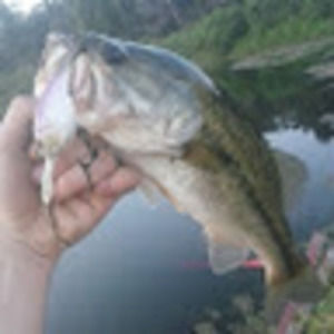 Meet your Posher, Free man